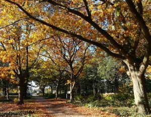 2018_10_14 Hamburg-Winterhude: Anzuchtgarten Saarlandstraße