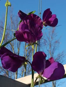 2018_11_15 Hamburg, Goldbek-Aue