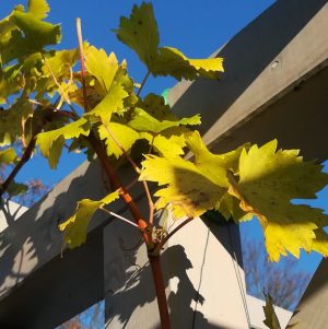 2018_11_15 Hamburg, Goldbek-Aue