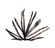 1986_12_23 Mexiko - plant sketch