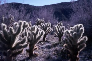 1986_12_23ca Anza Borrego (CA) - Jumping cactus