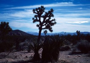 1986_12_29 Joshua Tree Monument (CA); Joshua tree