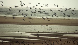 1988_07_04 Santa Ynez River mouth (CA)