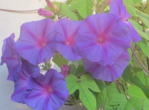 2013_08_26 Hamburg-Winterhude: Blue Hardy