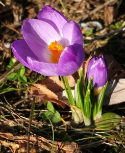 2019_02_17 Hamburg, Goldbek-Aue: Krokus