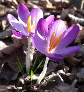 2019_02_17 Hamburg, Goldbek-Aue: Krokus