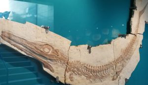 2019_04_15 Solnhofen Museum Meereskrokodil