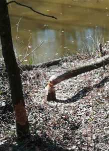 2019_04_15 Fossa Carolina (Bayern); Biber-Umnagung