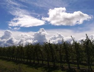 2019_05_04 Altes Land, Apfelplantage