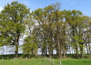 2019_05_05 Groß Thun: Wallburg, von SO