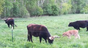 2019_05_14 Fußbergmoos: Heckrinder