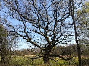 2019_04_21 Hamburg: Stellmoorer Tunneltal