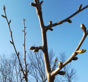 2020_03_27 Hamburg Goldbek-Aue: Kassins Frühe Herzkirsche rot