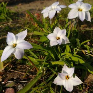 2020_03_27 Hamburg Goldbek-Aue: Doldiger Milchstern
