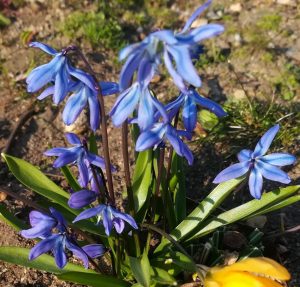 2020_03_27 Hamburg Goldbek-Aue: Sibirischer Blaustern