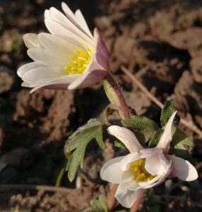 2020_03_27 Hamburg Goldbek-Aue: Windröschen Anemone