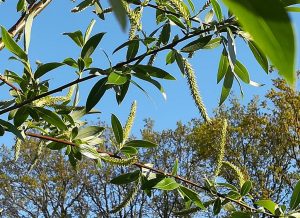 2020_04_25 Hamburg, Goldbekaue: Korbweide Salix viminalis / Salix alba ssp. vitellina