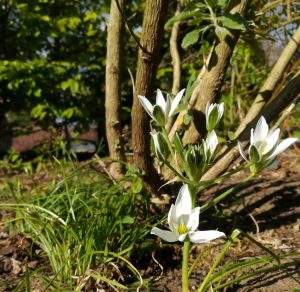 2020_04_25 Hamburg, Goldbek-Aue: Doldiger Milchstern Ornithogalum umbellatum