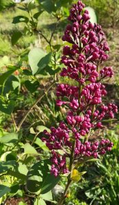 2020_04_25 Hamburg, Goldbek-Aue: Gemeiner Flieder Syringa vulgaris