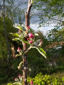 2020_04_25 Hamburg, Goldbek-Aue: Malus domestica - Finkenwerder Herbstprinz