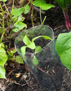 2020_05_03 Hamburg-Winterhude: Sunflower baby, protected / geschützte Baby-Sonnenblume