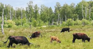 2020_05_30 Fußbergmoos: Heckrinder