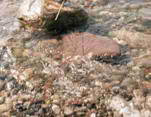 1976_06_06 Ostseeküste - Brodtener Ufer