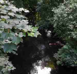 2020_07_13 Hamburg: Wandse bei Friedrichsberger Brücke