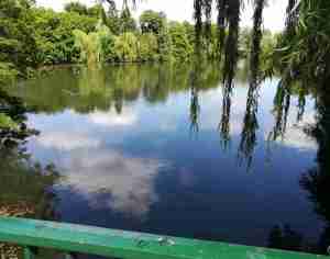 2020_07_13 HH-Wandsbek: Mühlenteich