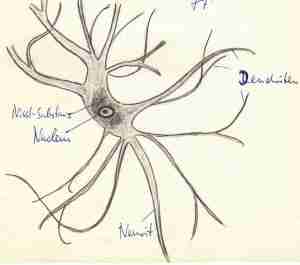 1968_05_21 - Ganglienzelle - Bleistift