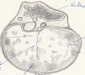 1968_05_28 - Lymphknoten - Bleistift
