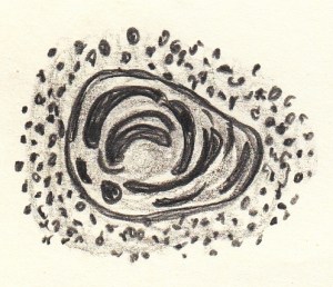 1968_06_19 - Thymus Hassal' Koerperchen - Bleistift