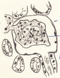 1968_06_25 - Niere Meerschweinchen 1 - Bleistift