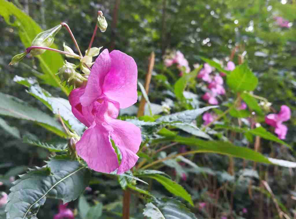 2020_09_15 Im Eichbühl