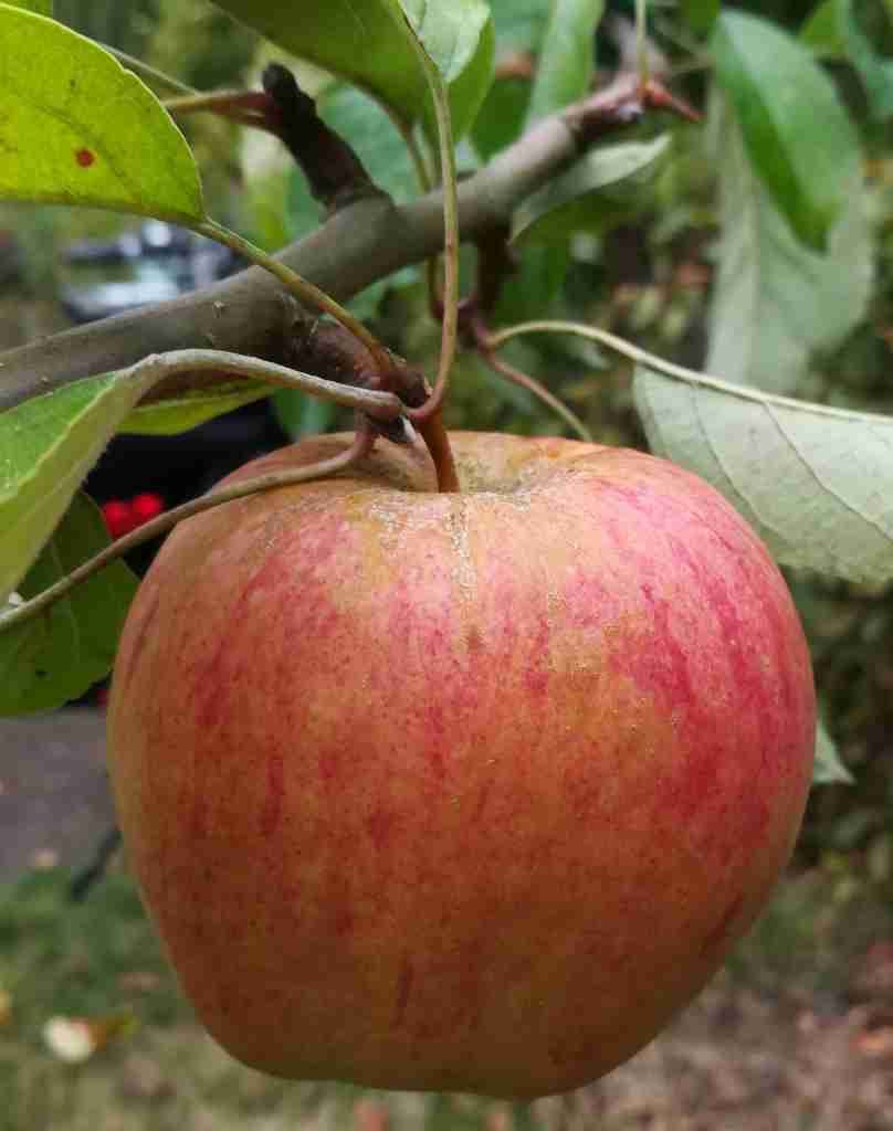 2020_10_09 Malus domestica, Finkenwerder Herbstprinz