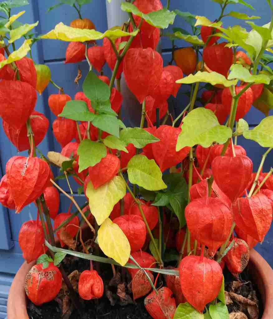 2020_10_09 Lampionblume - Physalis alkekengi