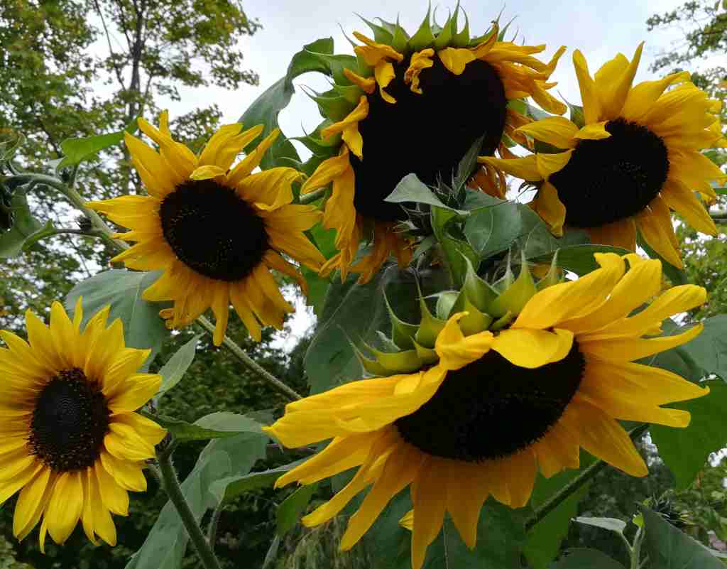 2020_10_09 Sonnenblume - Helianthus annuus