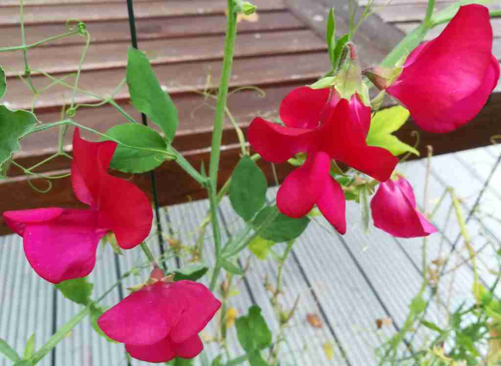 2020_10_09 Gartenwicke, Miss Willmott. Lathyrus odoratus