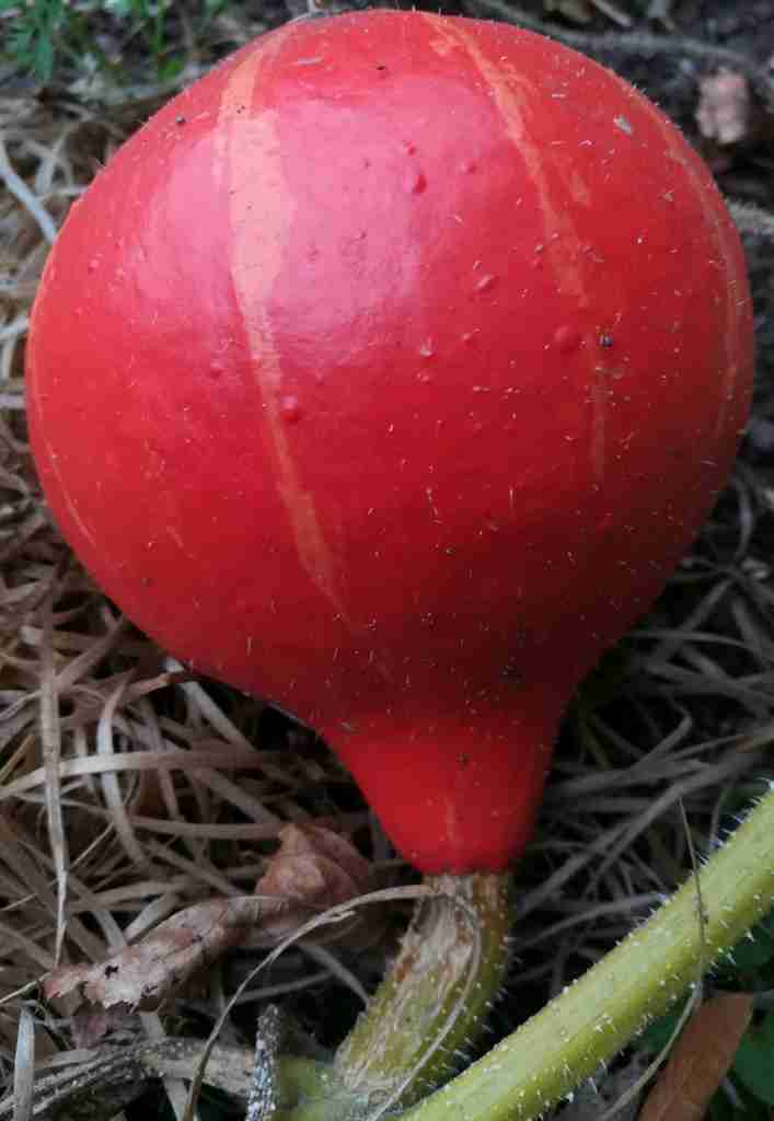 2020_10_09 Zierkürbis Cucurbita pepo