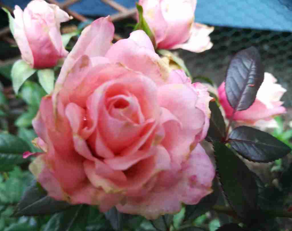 2020_10_09 Duftrose Rosa danica