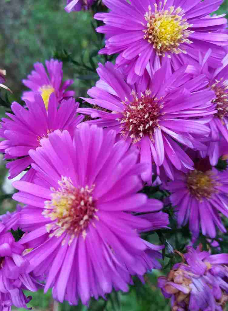 2020_10_09 Neubelgische Aster - Aster novi belgii, Rosa Perle