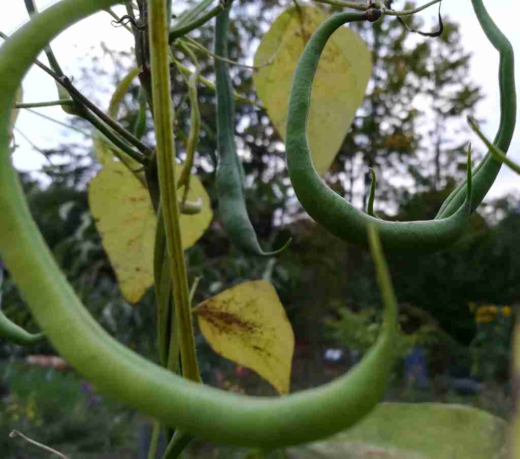 2020_10_09 Stangenbohne Matilda