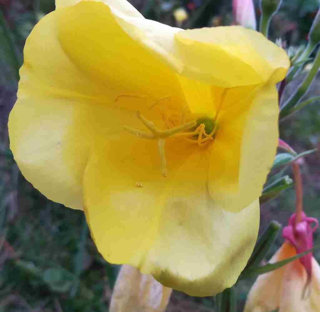 2020_10_09 Nachtkerze - Oenothera