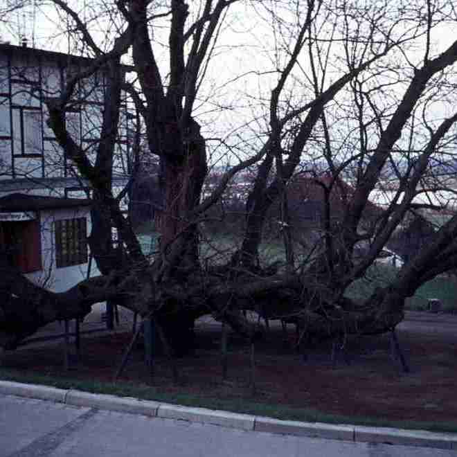 1975_09_13 Hitzacker Kastanie