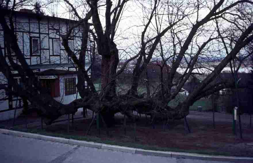 1975_09_13 Hitzacker Kastanie