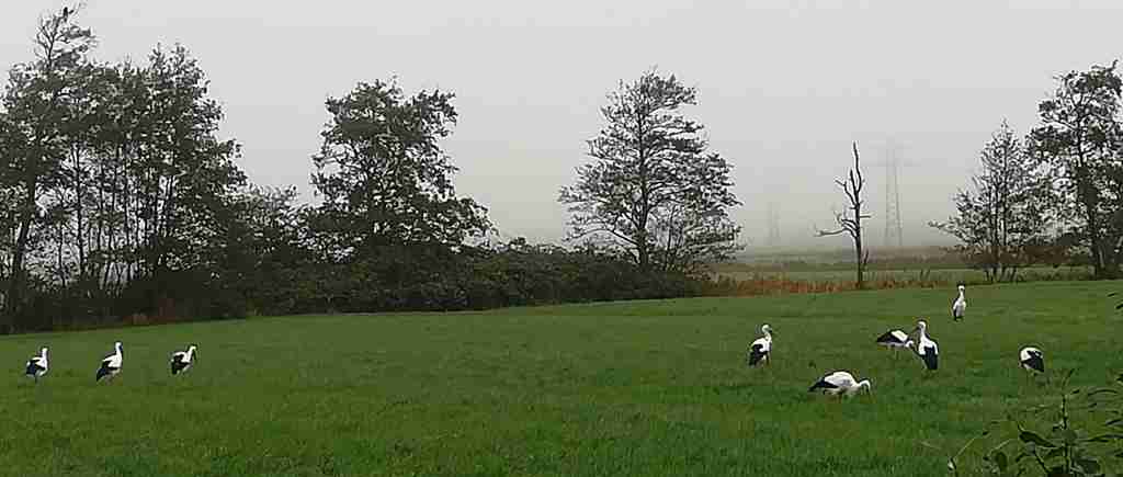 2020_10_31 Weißstörche (Ciconia ciconia) nahe Bhf. St.Peter-Süd