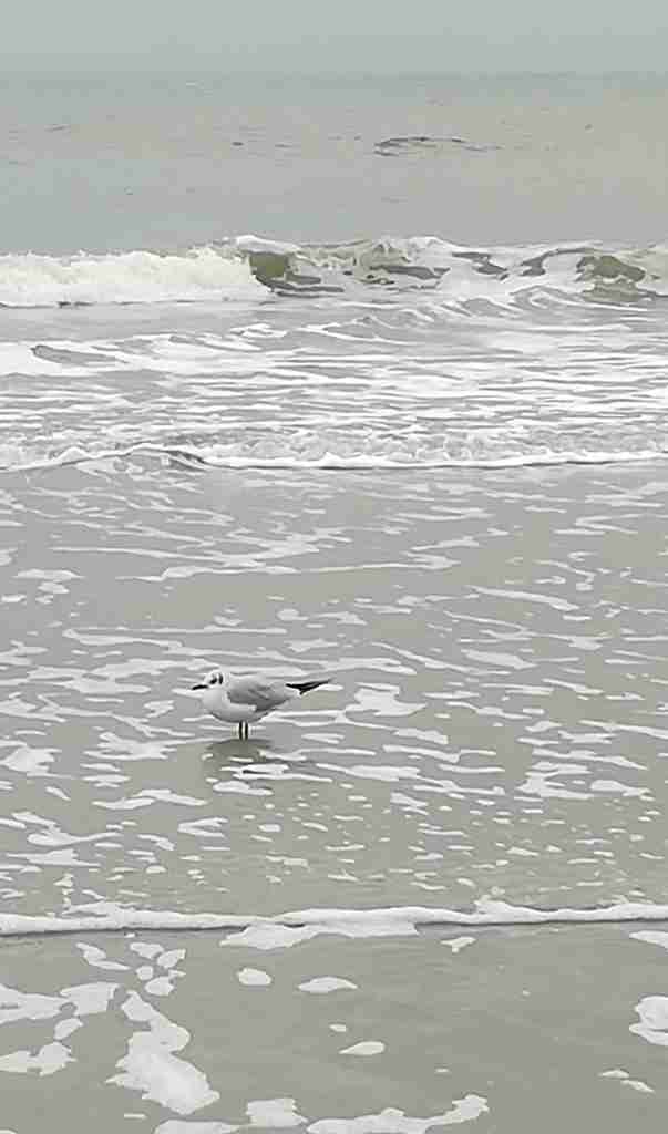 2020_10_31 145813a Gr. Sandbank, SPO-Bad