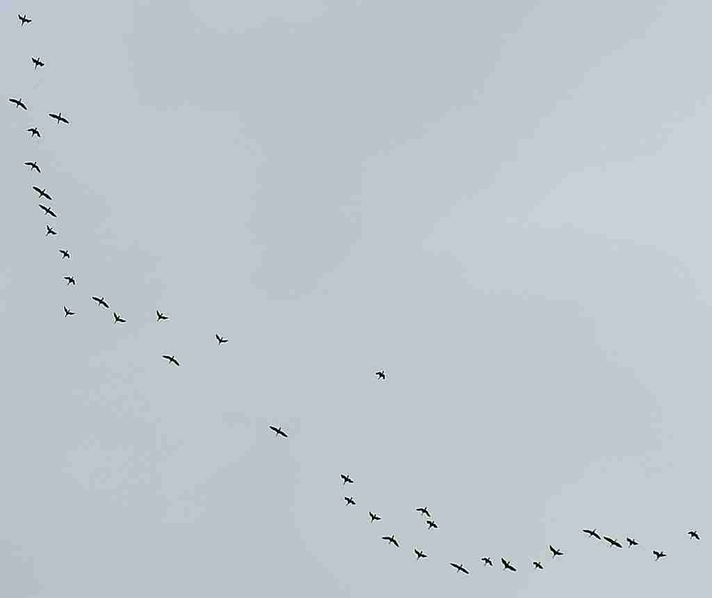 2020_10_31 vermutl. Weißstörche, SPO-Bad