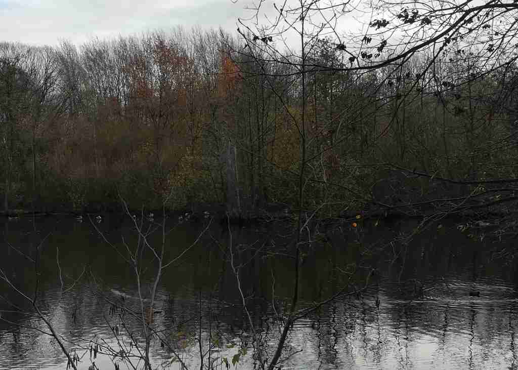 2020_11_22 HH-Bramfeld: Hochwasserrückhaltebecken Barenbleek der Osterbek