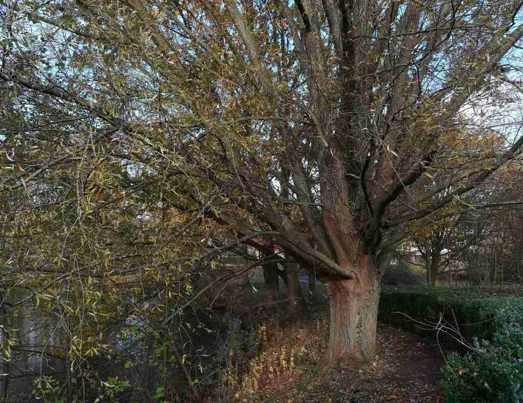 2020_11_22 HH-Farmsen-Berne: ehem. Trabrennbahn